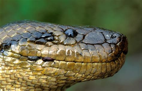 anaconda forestdale|Downloads .